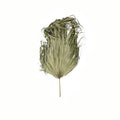 Botanicals